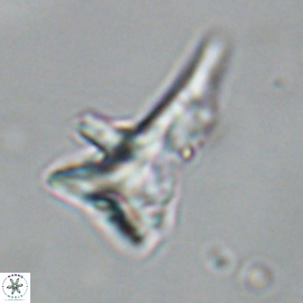 Orthorhabdus serratus 14271