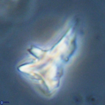 Orthorhabdus serratus 14271