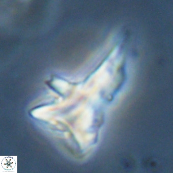 Orthorhabdus serratus 14271