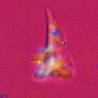 Orthorhabdus serratus 14271