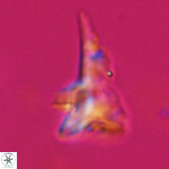 Orthorhabdus serratus 14271