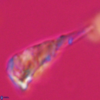 Triamutilaferrum donti VR 19857