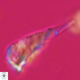 Triamutilaferrum donti VR 19857