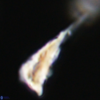 Triamutilaferrum donti VR 19859