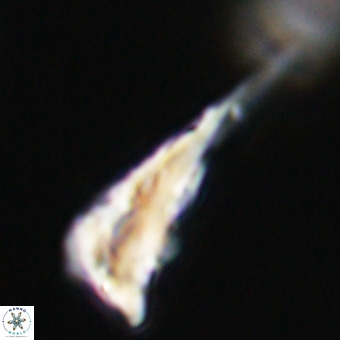 Triamutilaferrum donti VR 19859