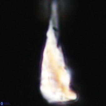 Triamutilaferrum donti VR 19862