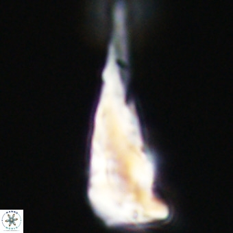 Triamutilaferrum donti VR 19862