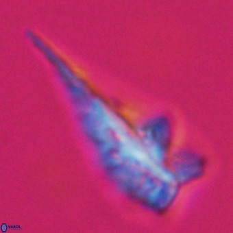 Triamutilaferrum donti VR 19878