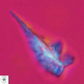 Triamutilaferrum donti VR 19878