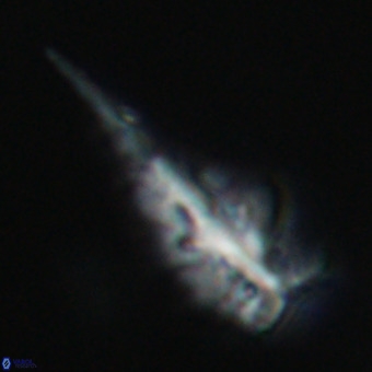 Triamutilaferrum donti VR 19879