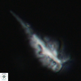 Triamutilaferrum donti VR 19879
