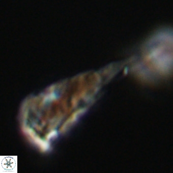 Triamutilaferrum donti VR 19871
