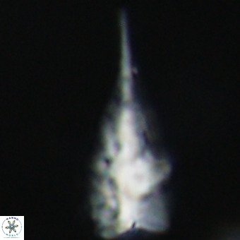 Triamutilaferrum donti VR 19872