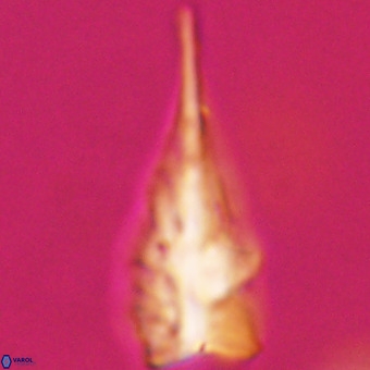 Triamutilaferrum donti VR 19873