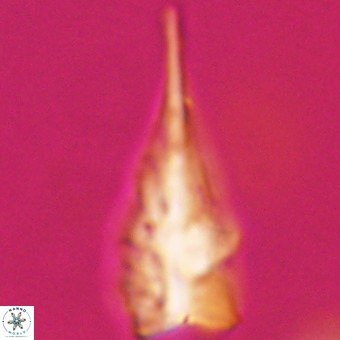 Triamutilaferrum donti VR 19873