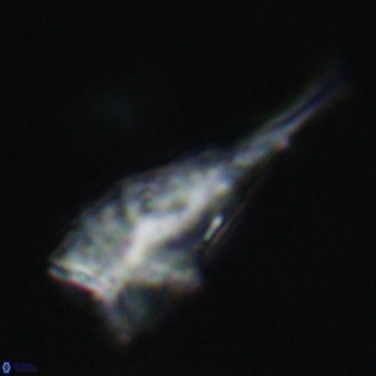 Triamutilaferrum donti VR 19880