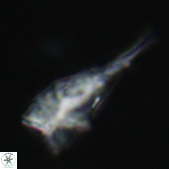 Triamutilaferrum donti VR 19880