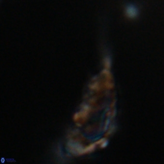 Triamutilaferrum donti VR 19890