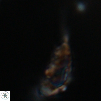 Triamutilaferrum donti VR 19890