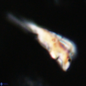 Triamutilaferrum donti VR 19891