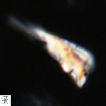 Triamutilaferrum donti VR 19891