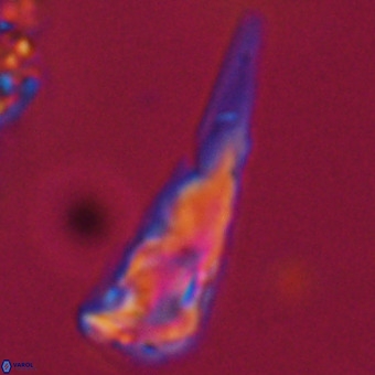 Triamutilaferrum donti VR 19904