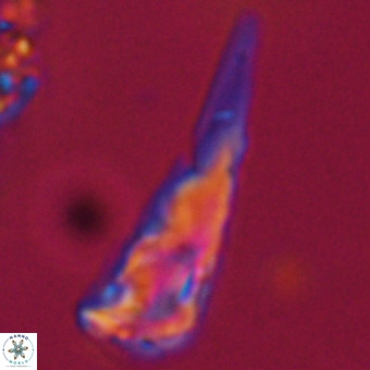 Triamutilaferrum donti VR 19904