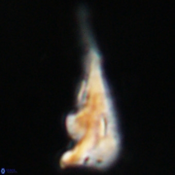 Triamutilaferrum donti VR 19906