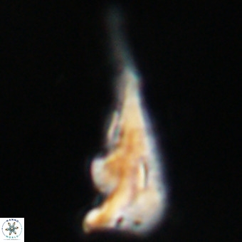 Triamutilaferrum donti VR 19906