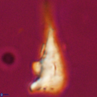 Triamutilaferrum donti VR 19907