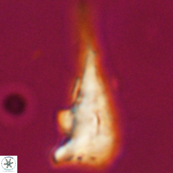 Triamutilaferrum donti VR 19907