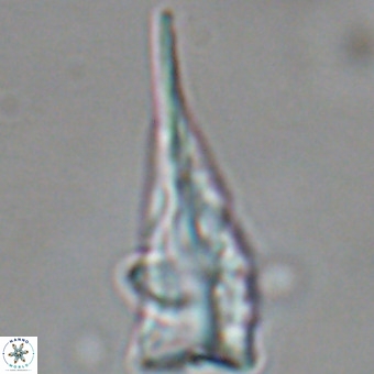 Triamutilaferrum donti VR 19909