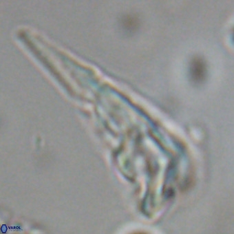 Triamutilaferrum donti VR 19914