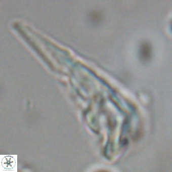 Triamutilaferrum donti VR 19914