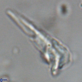 Triamutilaferrum donti VR 19915