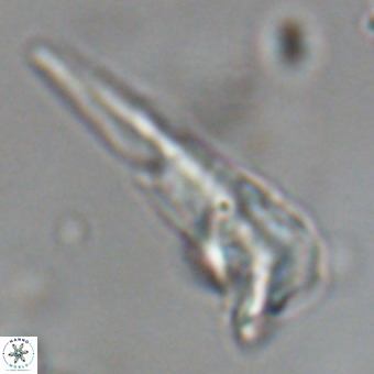 Triamutilaferrum donti VR 19915