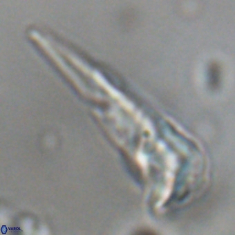 Triamutilaferrum donti VR 19916