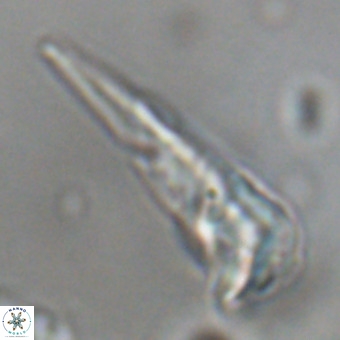 Triamutilaferrum donti VR 19916
