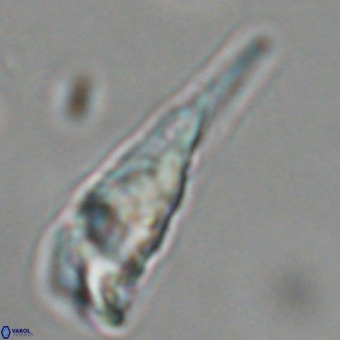 Triamutilaferrum donti VR 19918