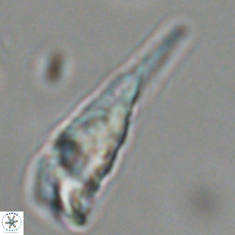 Triamutilaferrum donti VR 19918