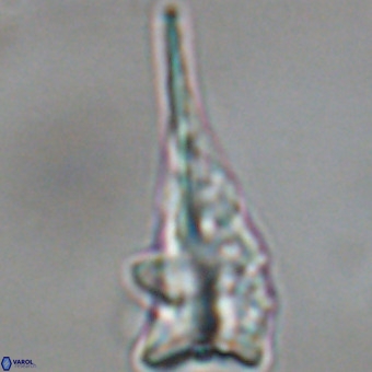 Triamutilaferrum donti VR 19910