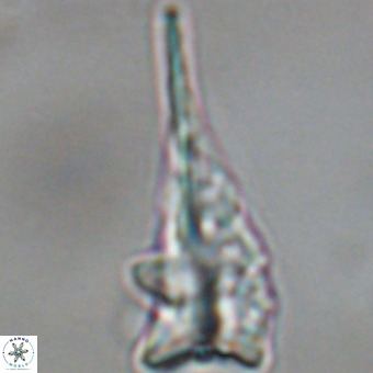 Triamutilaferrum donti VR 19910