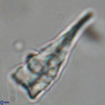 Triamutilaferrum donti VR 19911