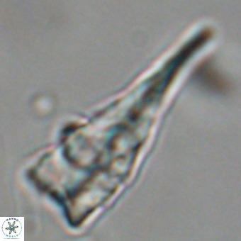 Triamutilaferrum donti VR 19911