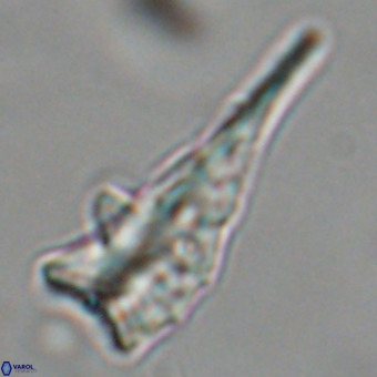 Triamutilaferrum donti VR 19912