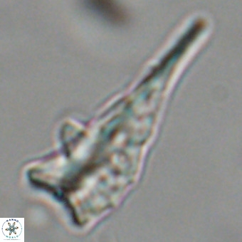 Triamutilaferrum donti VR 19912