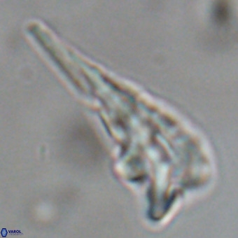 Triamutilaferrum donti VR 19913