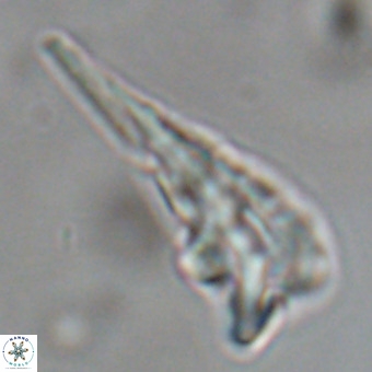 Triamutilaferrum donti VR 19913