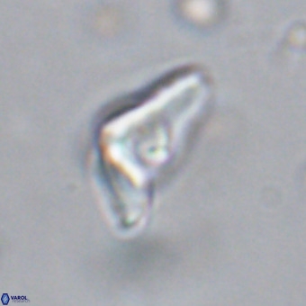 Triamutilaferrum donti VR 20035
