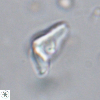 Triamutilaferrum donti VR 20035